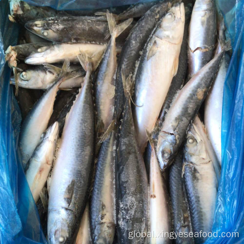 Frozen Mackerel for Sale Froen Whole Round Mackerel 80-120 Factory